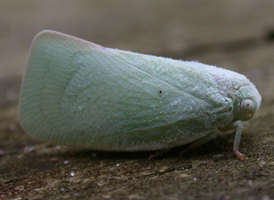 Northern Flatid
